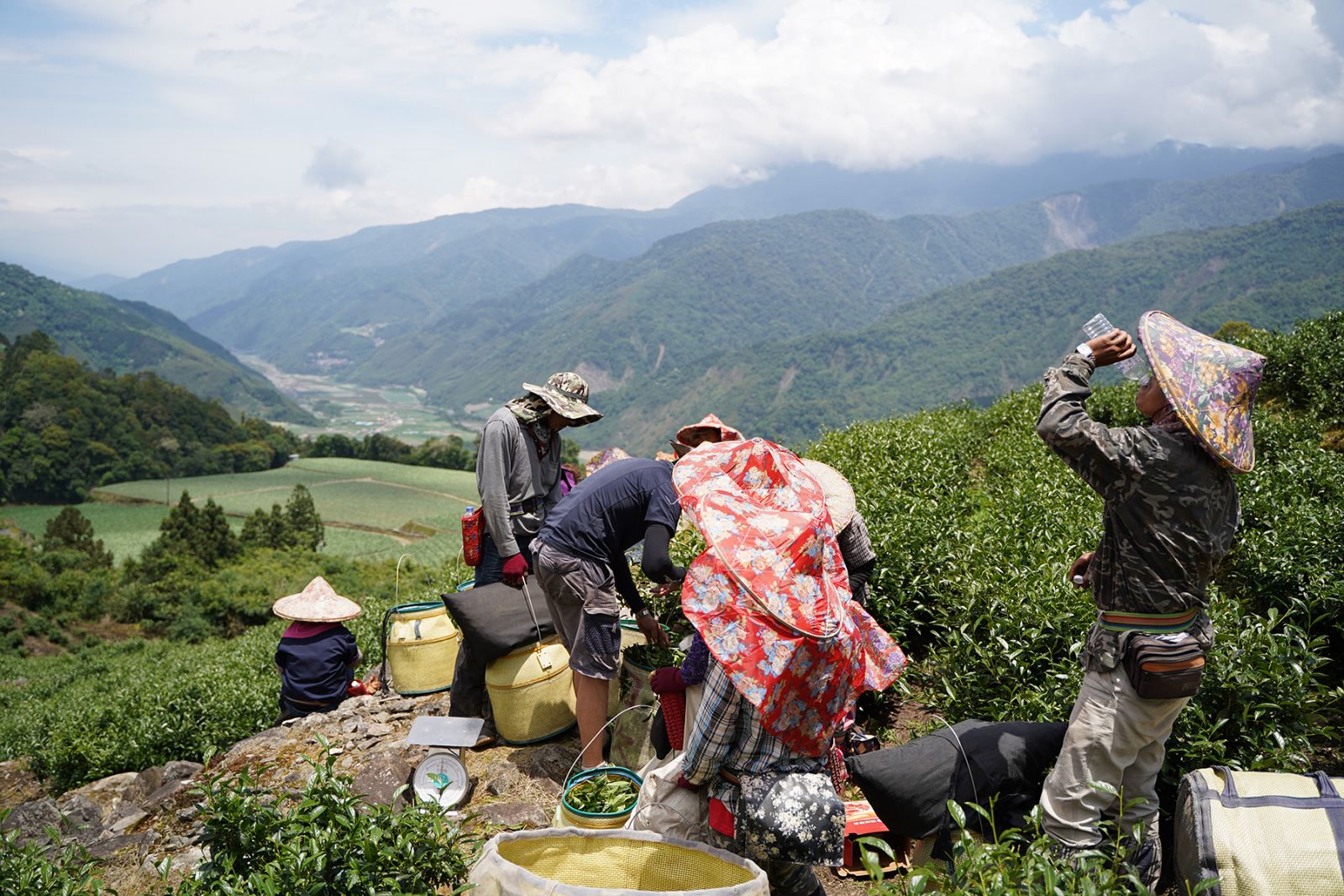 ORIGIN團隊將台灣茶風味結合巧克力